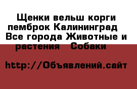 Щенки вельш корги пемброк Калининград - Все города Животные и растения » Собаки   